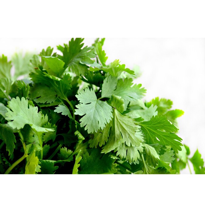 Dag Vers Coriander 15 g image